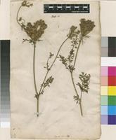 Filed as Daucus muricatus (L.) L. [family APIACEAE]