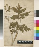 Filed as Heracleum sphondylium L. [family APIACEAE]