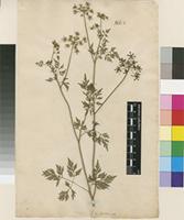 Lectotype of Aethusa cynapium L. [family APIACEAE]