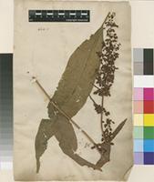Filed as Rumex patientia L. [family POLYGONACEAE]