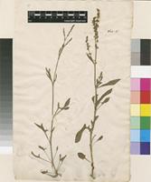 Lectotype of Rumex acetosella L. [family POLYGONACEAE]