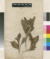 Filed as Dodonaea viscosa Jacq. [family SAPINDACEAE]