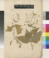 Filed as Stellaria nemorum L. [family CARYOPHYLLACEAE]