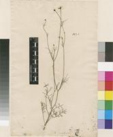 Lectotype of Garidella nigellastrum L. [family RANUNCULACEAE]