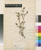 Lectotype of Portulaca oleracea L. [family PORTULACACEAE]