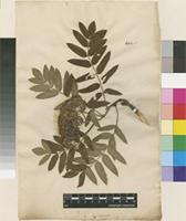 Filed as Sorbus aucuparia L. [family ROSACEAE]