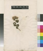 Lectotype of Spiraea trilobata L. [family ROSACEAE]