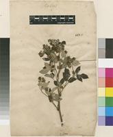 Lectotype of Rubus idaeus L. [family ROSACEAE]