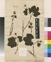 Lectotype of Rubus chamaemorus L. [family ROSACEAE]