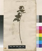 Filed as Lagerstroemia indica L. [family LYTHRACEAE]