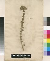 Lectotype of Origanum onites L. [family LAMIACEAE]
