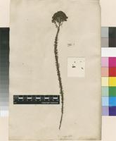 Lectotype of Selago corymbosa L. [family SCROPHULARIACEAE]