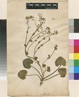 Lectotype of Cochlearia officinalis L. [family BRASSICACEAE]