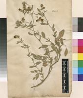 Filed as Hermannia althaeifolia L. [family STERCULIACEAE]