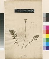 Lectotype of Geranium acaule L. [family GERANIACEAE]
