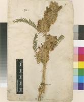 Lectotype of Astragalus alopecuroides L. [family FABACEAE]