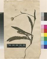 Lectotype of Sonchus maritimus L. [family ASTERACEAE]