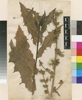 Lectotype of Cichorium intybus L. [family ASTERACEAE]