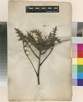 Filed as Carlina acaulis L. [family ASTERACEAE]