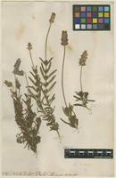 Filed as Lavandula dentata L. [family LAMIACEAE]
