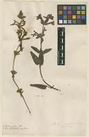 Filed as Stachys coccinea Ortega [family LAMIACEAE]