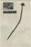 Filed as Selago corymbosa L. [family SCROPHULARIACEAE]