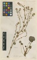 Filed as Cochlearia officinalis L. [family BRASSICACEAE]