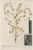 Filed as Cochlearia officinalis L. [family BRASSICACEAE]