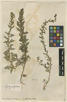 Filed as Sisymbrium polyceratium L. [family BRASSICACEAE]