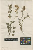 Filed as Hermannia althaeifolia L. [family STERCULIACEAE]