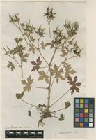 Filed as Geranium bohemicum L. [family GERANIACEAE]