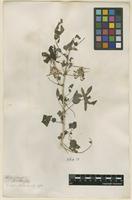 Filed as Hibiscus surattensis L. [family MALVACEAE]