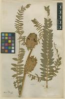 Filed as Astragalus alopecuroides L. [family FABACEAE]