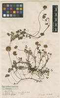 Filed as Trifolium repens L. [family FABACEAE]