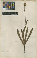 Filed as Sonchus maritimus L. [family ASTERACEAE]