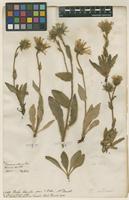 Filed as Hieracium villosum Jacq. [family ASTERACEAE]