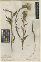 Filed as Carduus acanthoides L. [family ASTERACEAE]