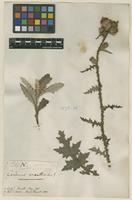 Filed as Carduus indet. [family ASTERACEAE]