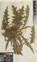 Filed as Carlina acaulis L. [family ASTERACEAE]