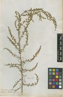 Filed as Artemisia scoparia Waldst. & Kit. [family ASTERACEAE]