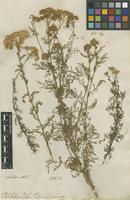 Filed as Achillea nobilis L. [family ASTERACEAE]