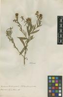 Filed as Centaurea trichocephala M.Bieb. [family ASTERACEAE]