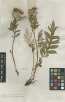 Filed as Centaurea dealbata Willd. [family ASTERACEAE]