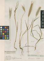 Filed as Hordeum murinum L. [family POACEAE]