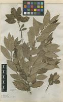 Filed as Quercus suber L. [family FAGACEAE]