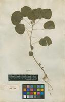 Filed as Acalypha indica L. [family EUPHORBIACEAE]
