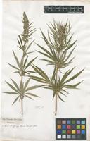 Filed as Cannabis sativa L. [family CANNABACEAE]