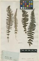 Filed as Blechnum auriculatum Cav. [family BLECHNACEAE]