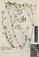 Filed as Galium glaucum L. [family RUBIACEAE]