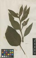 Filed as Symphytum officinale L. [family BORAGINACEAE]